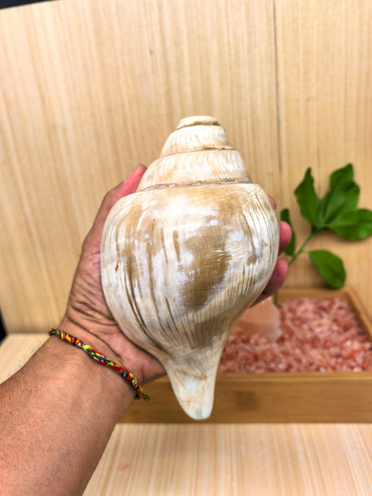 Conchiglia Tibetana Naturale per Cerimonie