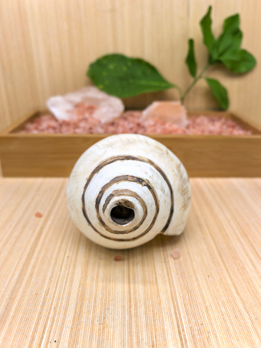 Conchiglia Tibetana Naturale per Cerimonie