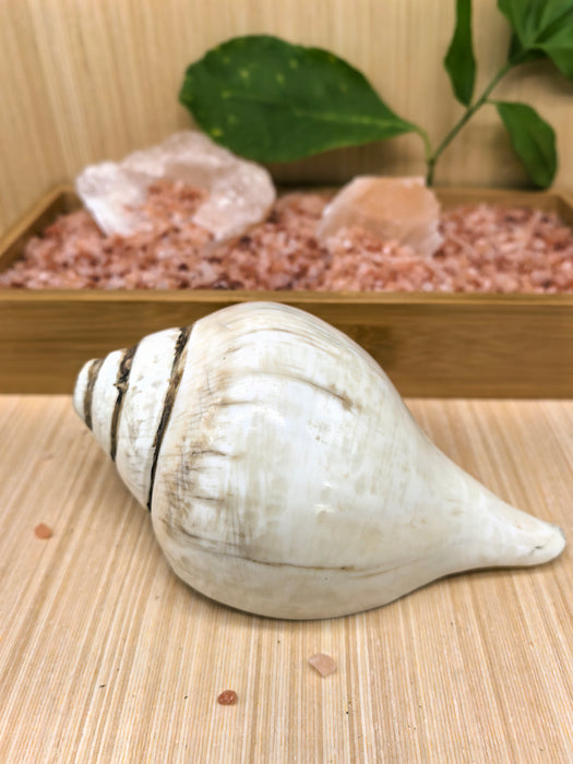 Conchiglia Tibetana Naturale per Cerimonie