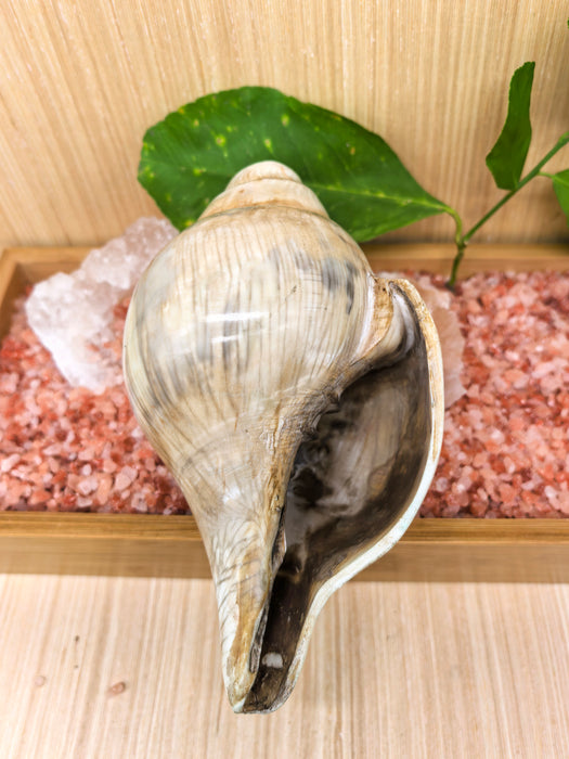 Conchiglia Tibetana Naturale per Cerimonie