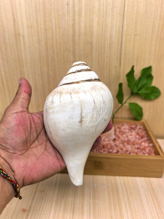 Conchiglia Tibetana Naturale per Cerimonie