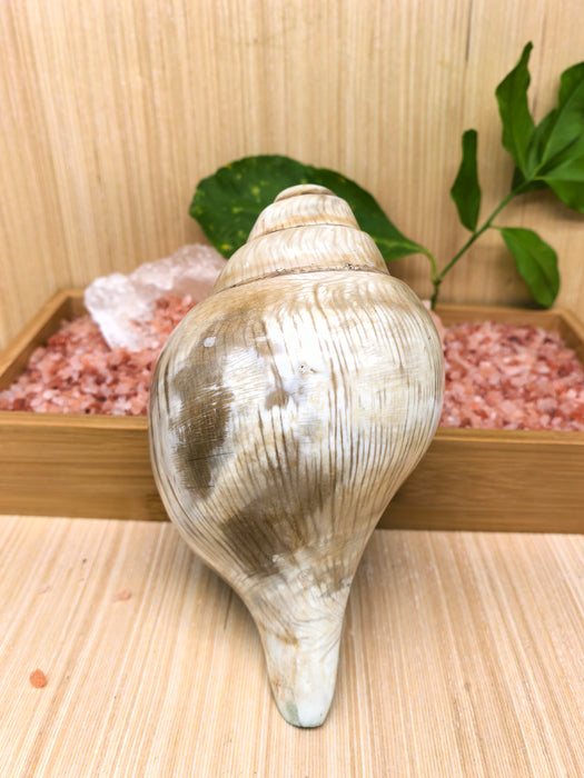 Conchiglia Tibetana Naturale per Cerimonie