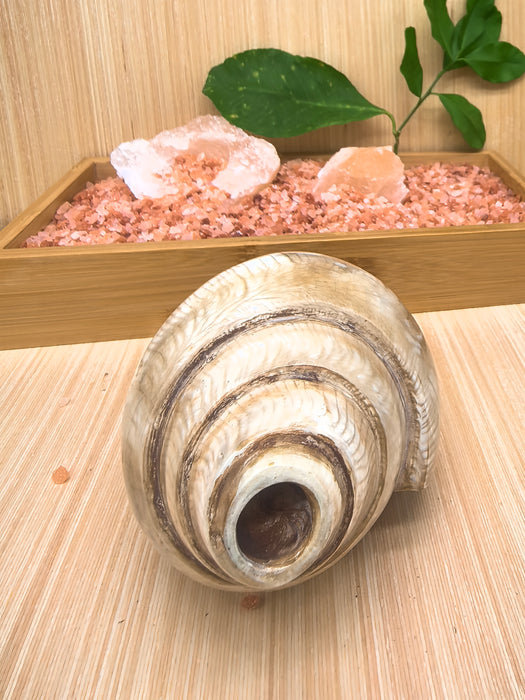 Conchiglia Tibetana Naturale per Cerimonie