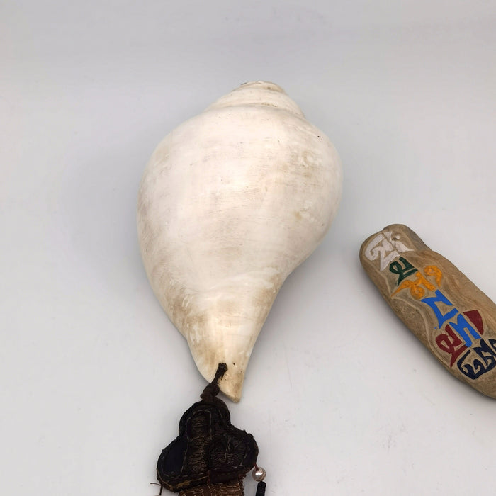 Conchiglia tradizionale